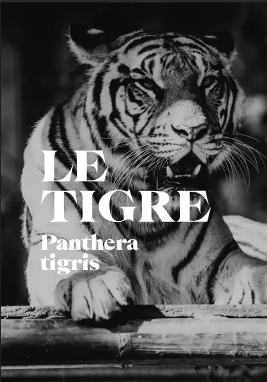Couverture typographique noir et blanc intitulée Le Tigre